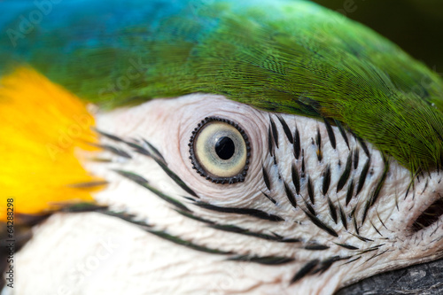 close-up of eye macaw