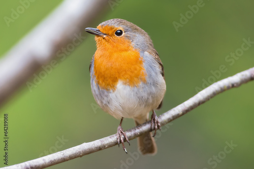 Obraz na plátně Red robin on a branch very close and detailed