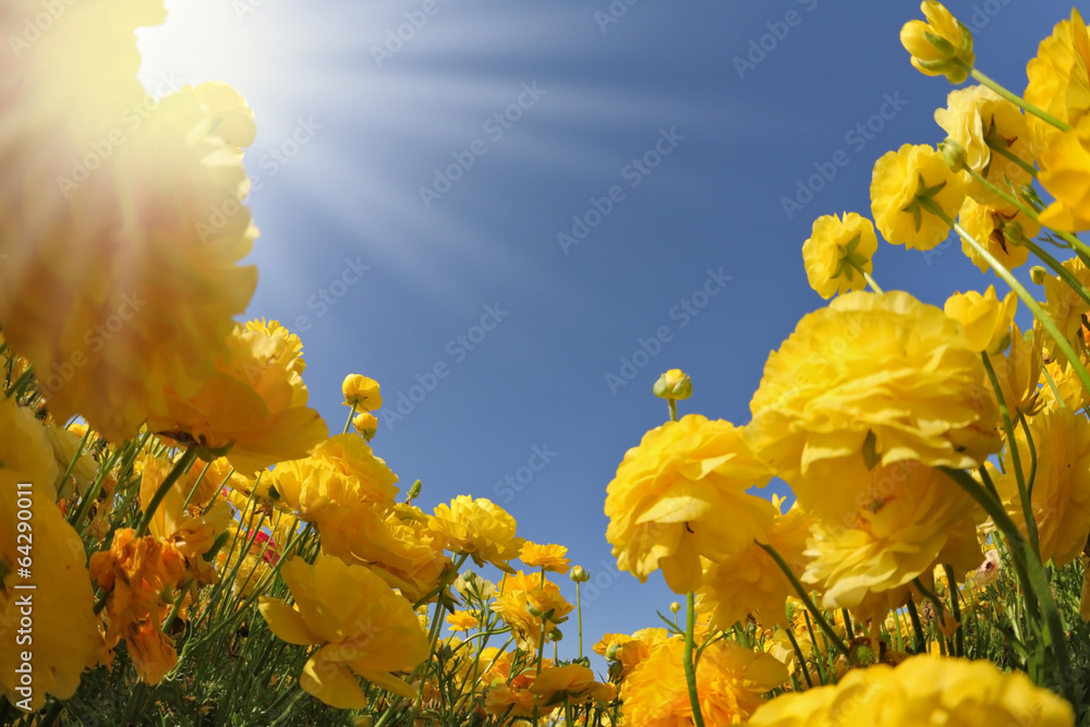 Fotografie The beautiful yellow buttercups ranunculus.