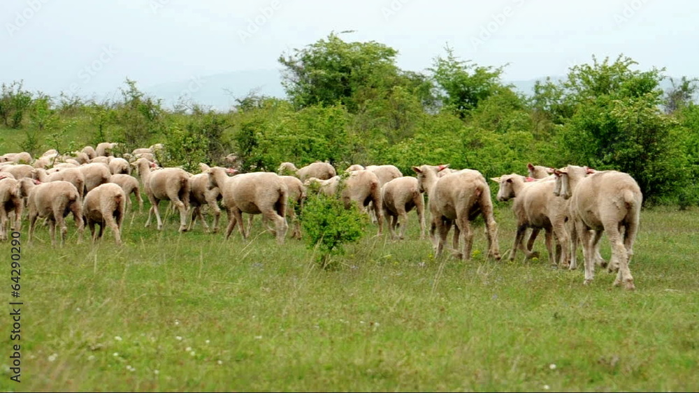Lambs are going to home Lambs are going to home