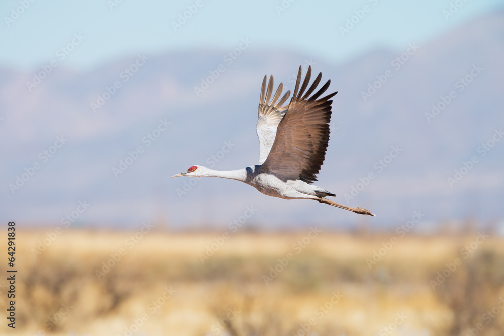 Obraz premium Sandhill Crane In Flight