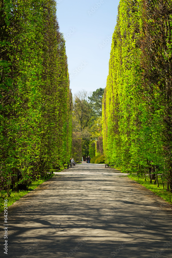 Beautiful alley in the green spring park Beautiful alley in the green spring park
