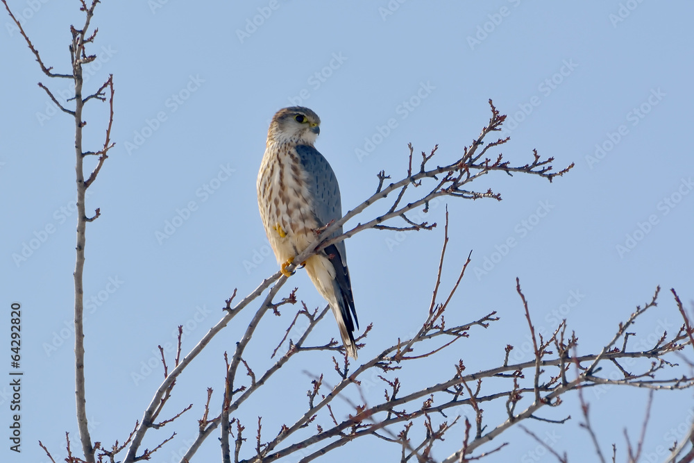 Merlin (Falco columbarius) perching on branch Merlin (Falco columbarius) perching on branch