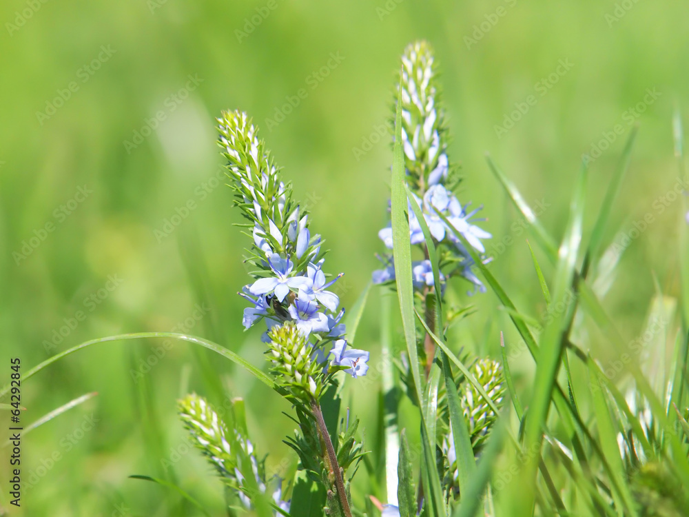 Fototapeta premium Veronica prostrata nestor , sprawling speedwell