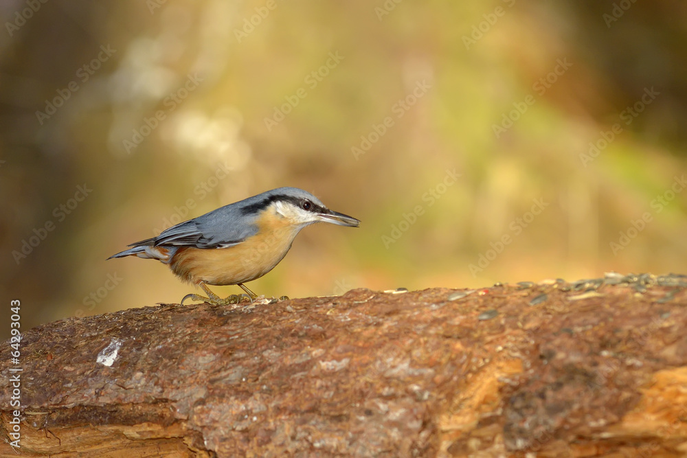 Naklejka premium Nuthatch bird in natural habitat (sitta europaea)