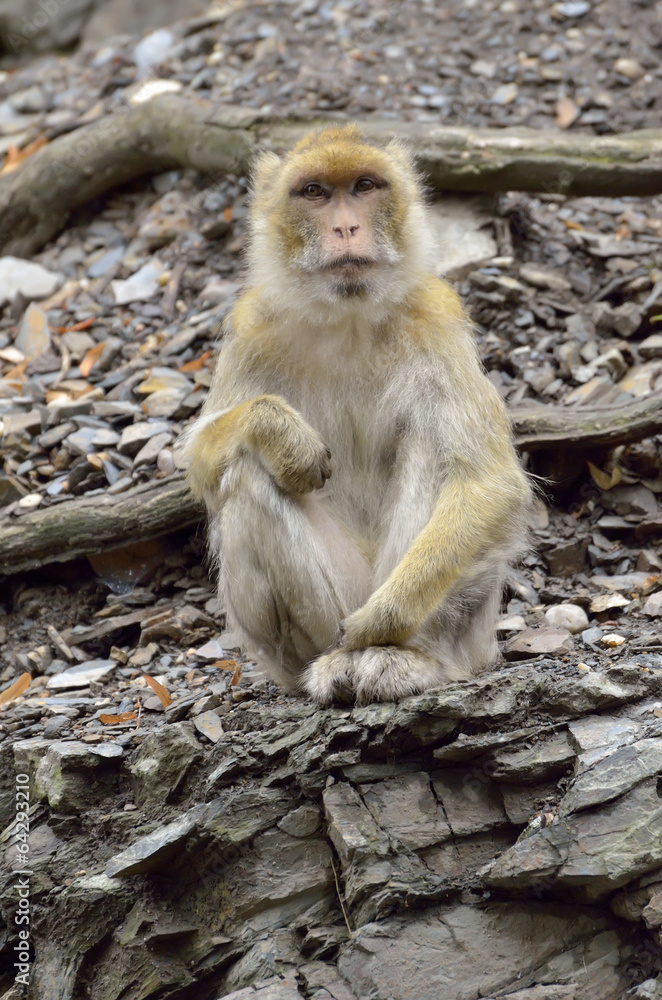 Obraz premium Monkey on the rocks