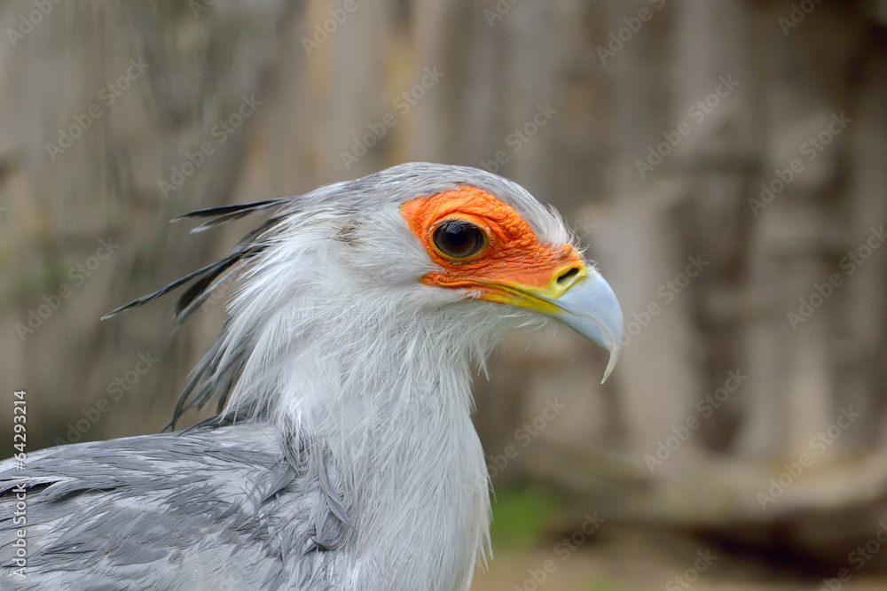 Portrait of a secretary bird - Sagittarius serpentarius Portrait of a secretary bird - Sagittarius serpentarius
