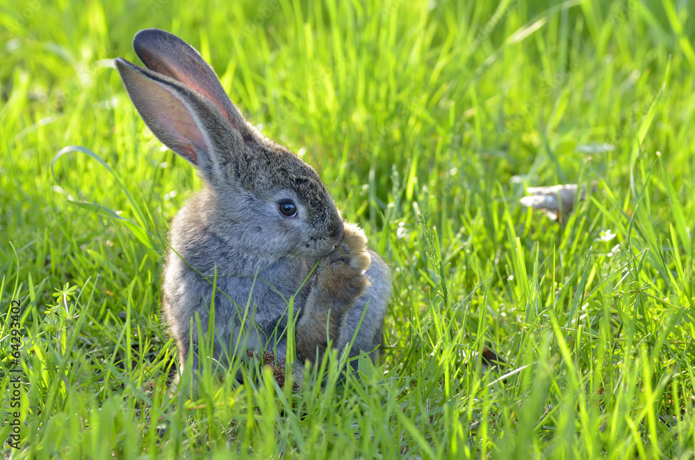 Fototapeta premium Young rabbit sit in a field
