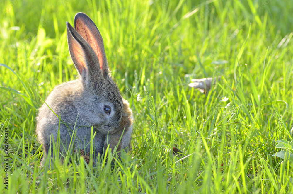Fototapeta premium Young rabbit on field