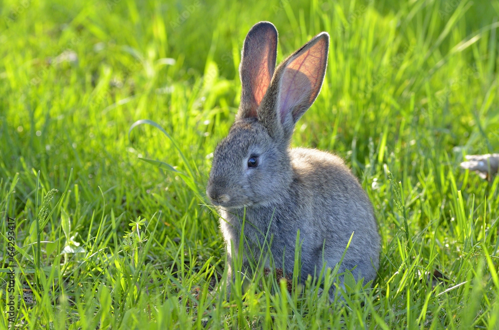 Fototapeta premium Young rabbit on field