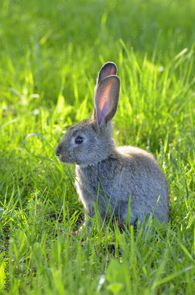Fototapeta premium Bunny rabbit on green grass