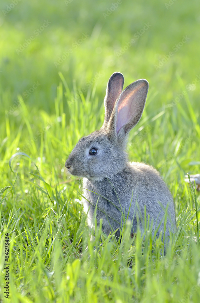 Bunny rabbit on green grass Bunny rabbit on green grass