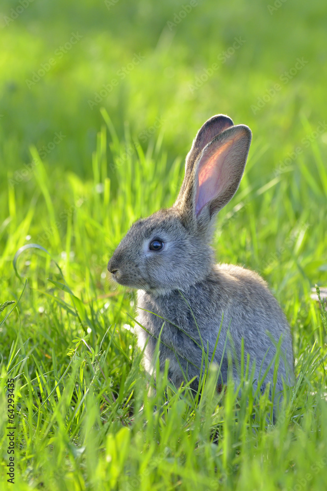 Young rabbit on field Young rabbit on field
