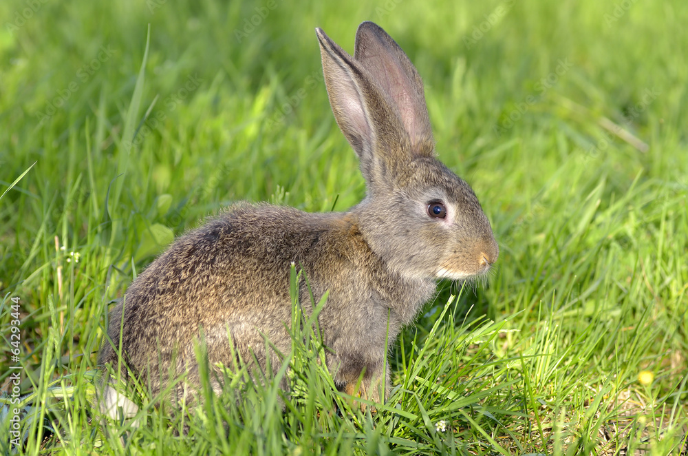Funny baby rabbit in grass Funny baby rabbit in grass