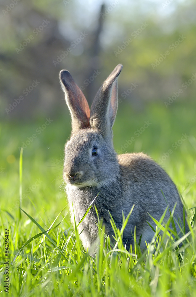 Fototapeta premium Bunny rabbit on green grass