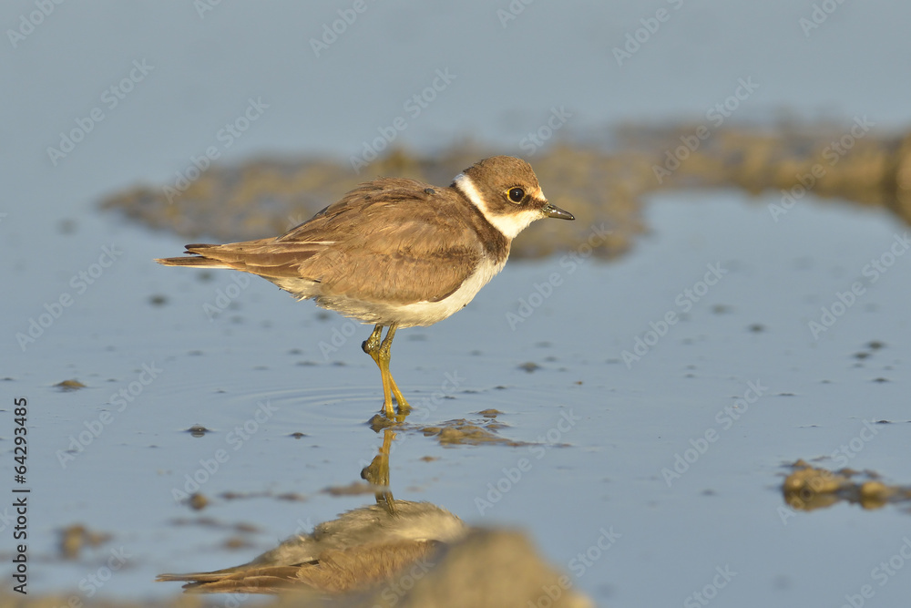 Little ringed plover (Charadrius dubius) Little ringed plover (Charadrius dubius)