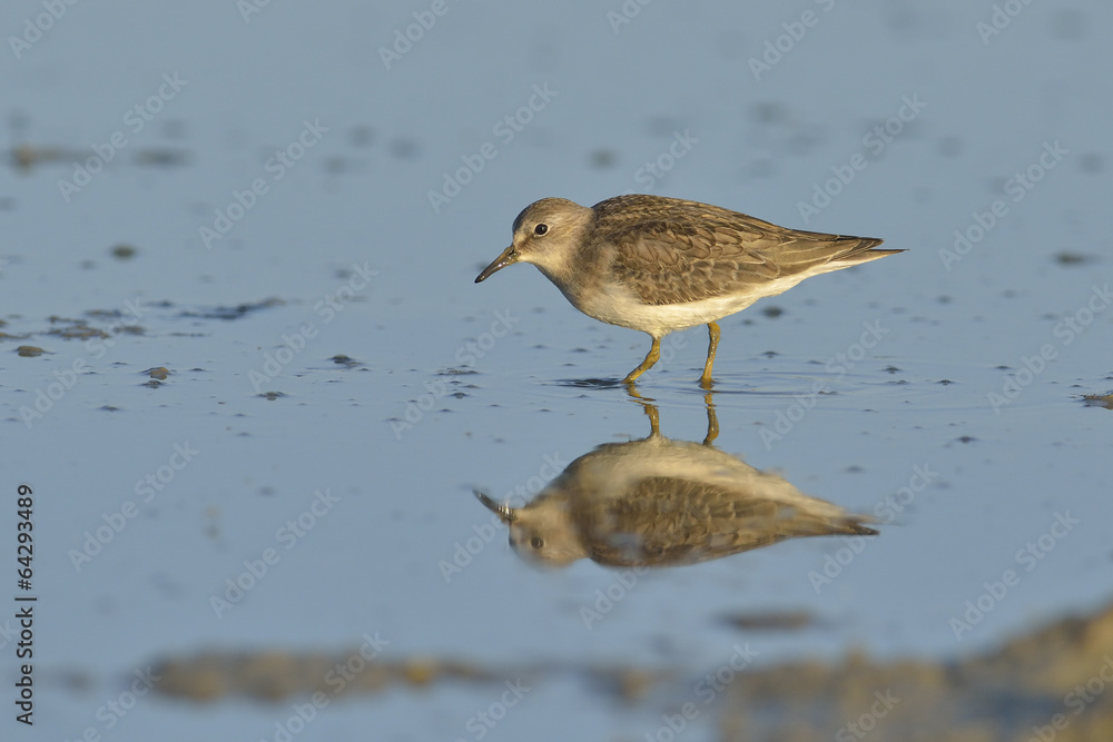 Green sandpiper ( Tringa ochropus) Green sandpiper ( Tringa ochropus)