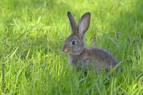 Young rabbit on field