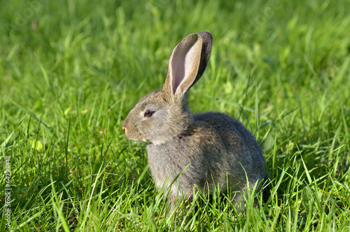 Young rabbit sit in a field