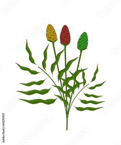 Fresh Zingiber Zerumbet Plant on White Background