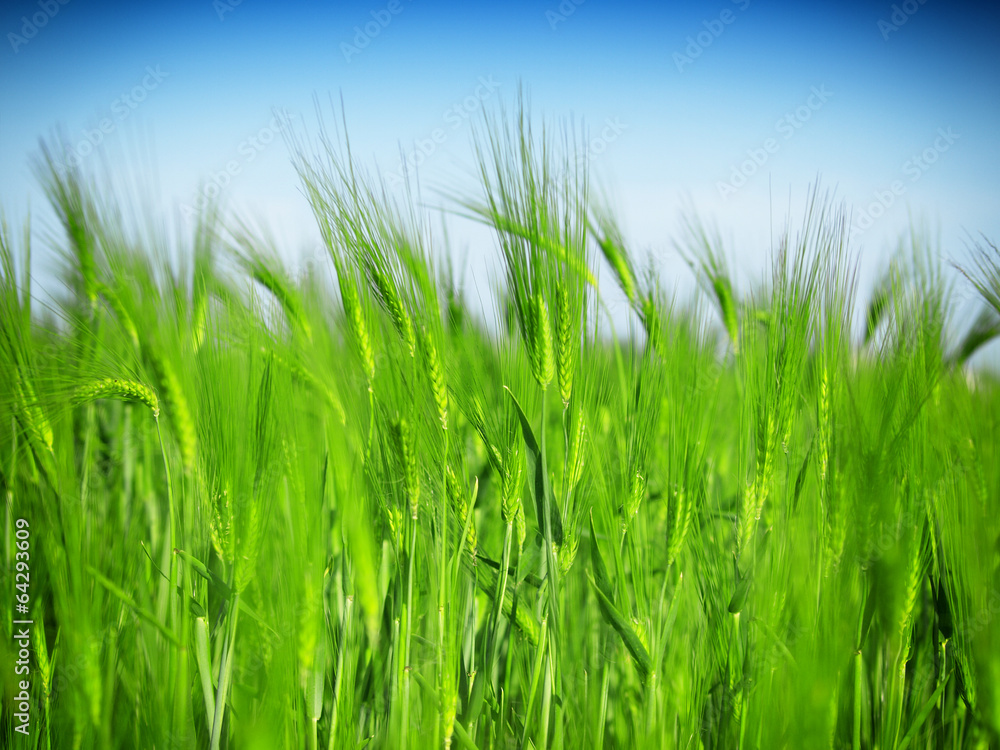 green wheat field and blue cloudy sky