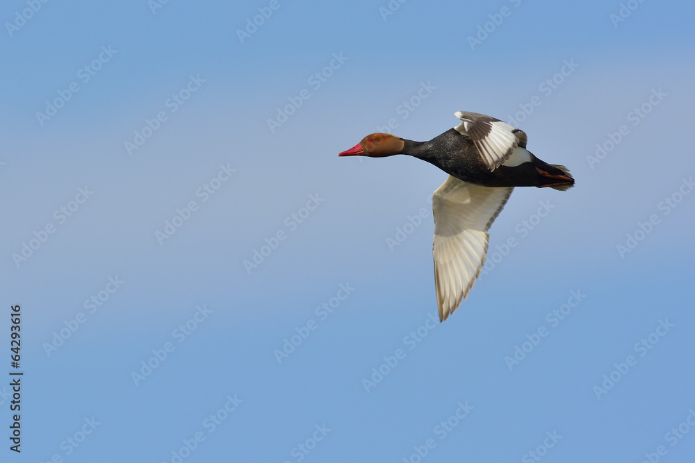 Obraz premium Red Crested Pochard (Netta Rufina)