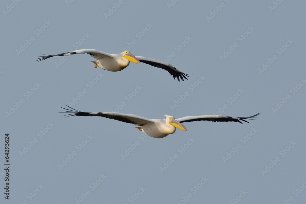 Obraz premium White Pelicans in natural habitat (pelecanus onocrotalus)