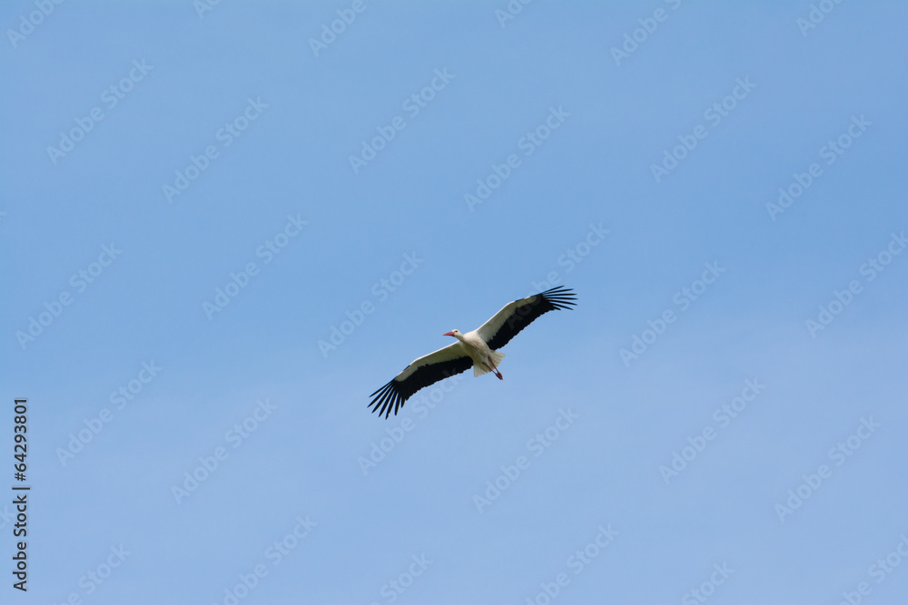 Obraz premium White stork, Salburua park, Vitoria (Spain)
