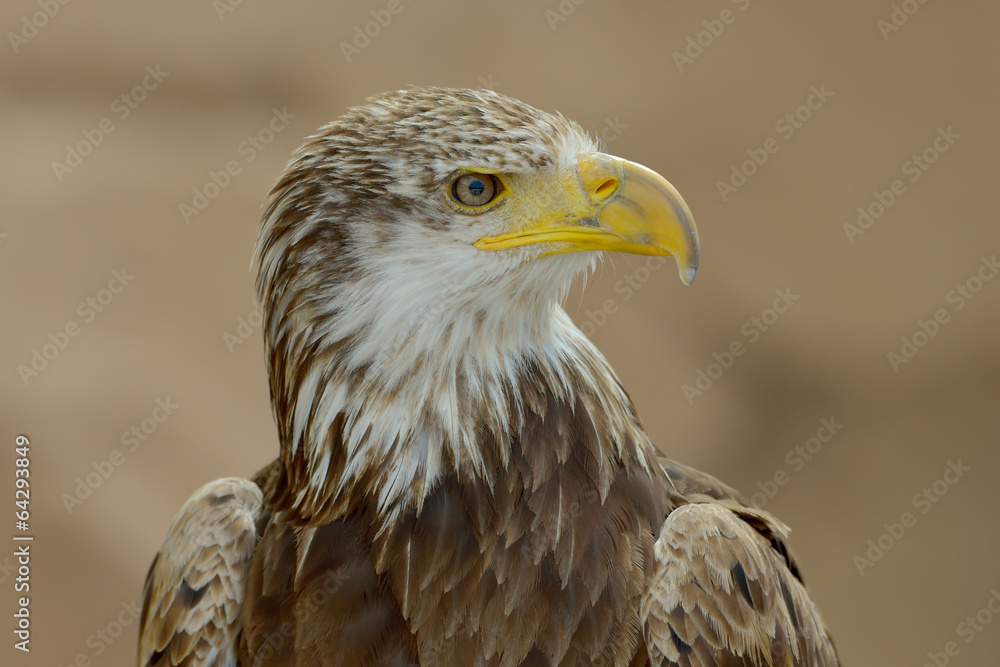 Obraz premium The Bald Eagle (Haliaeetus leucocephalus) portrait