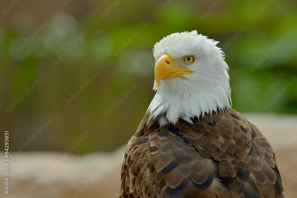 Fototapeta premium The Bald Eagle (Haliaeetus leucocephalus) portrait