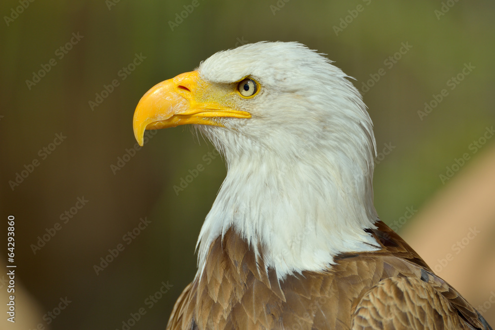 The Bald Eagle (Haliaeetus leucocephalus) portrait