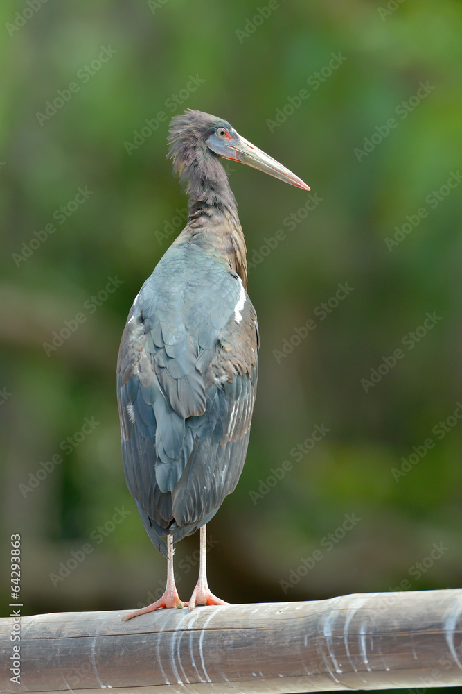 Fototapeta premium The Black Stork (Ciconia nigra)