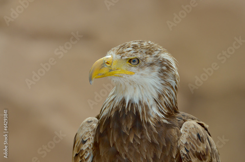 The Bald Eagle  Haliaeetus leucocephalus 