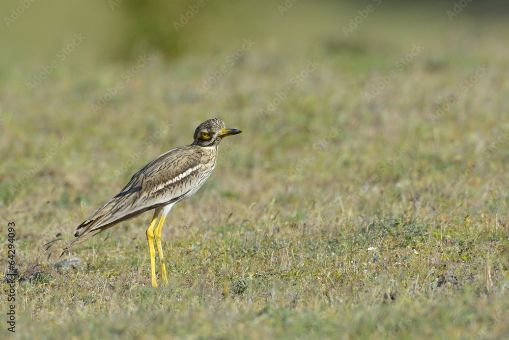 Fototapeta premium Burhinus oedicnemus (Eurasian Thick-knee, Eurasian Stone-curlew)