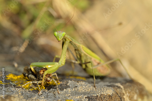 Insect outdoor (Mantis Religiosa), eating © a-weblogiq