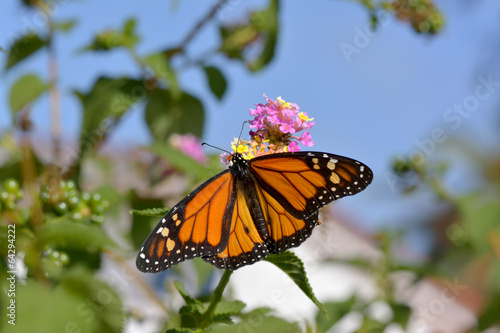 Butterfly feeding on the florets of flower Monarch