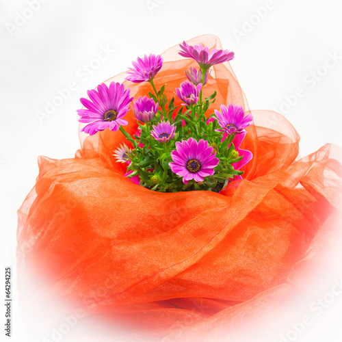 Fototapeta Naklejka Na Ścianę i Meble -  Organza-Stoff mit Kapmargerite