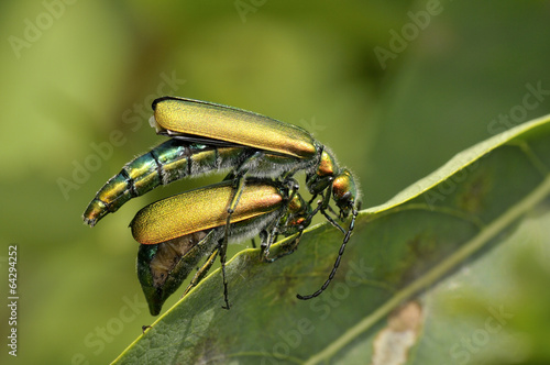 Beetle outdoor (lytta vesicatoria)