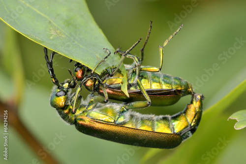 Beetle outdoor (lytta vesicatoria)