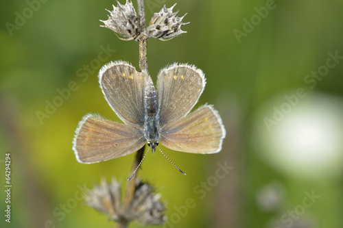 Butterfly in natural habitat (plebejus argus) © a-weblogiq