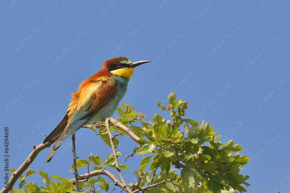 Fototapeta premium European bee-eater (Merops Apiaster) outdoor