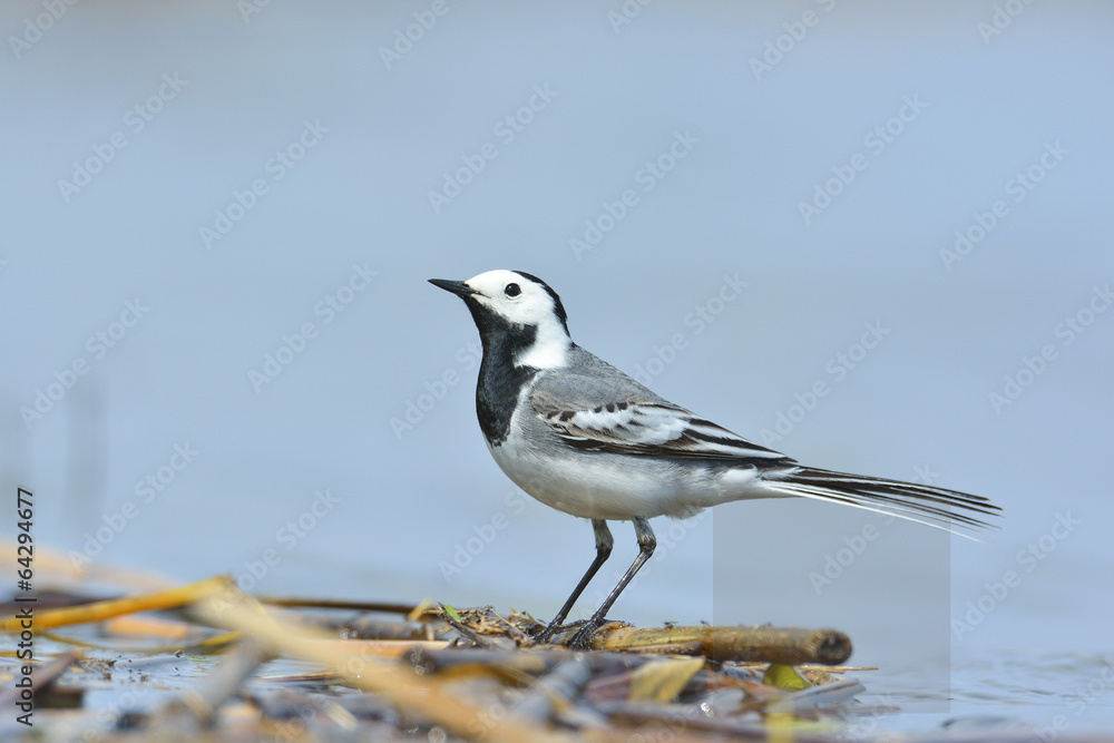 White Wagtail - motacilla alba White Wagtail - motacilla alba