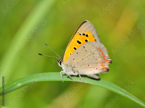 Butterfly in natural habitat