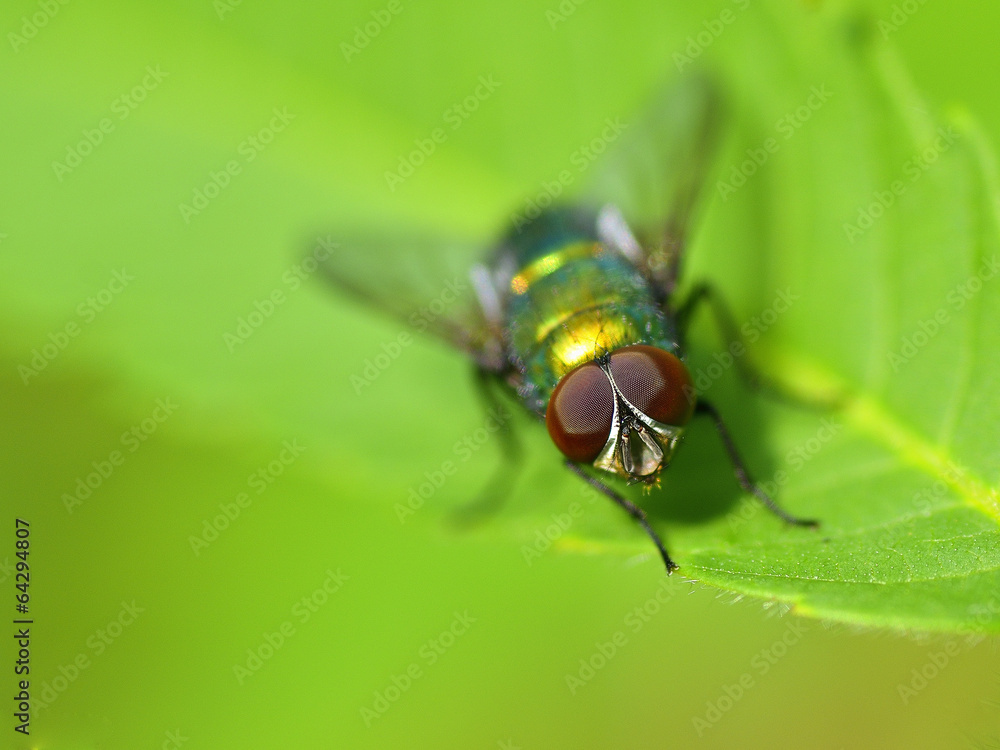 Golden colored fly Golden colored fly