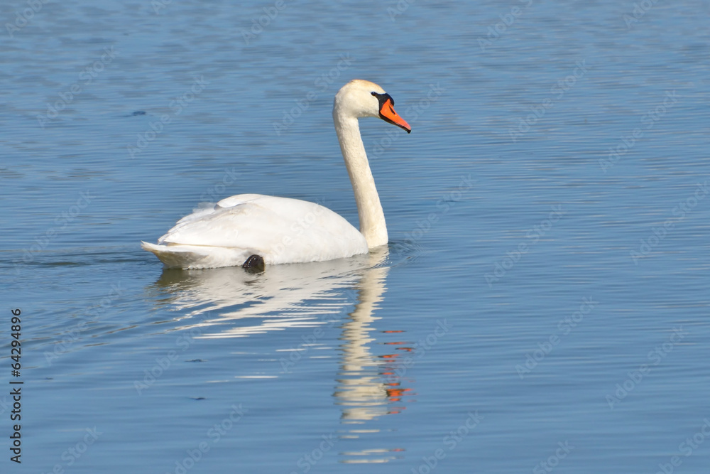 White swan