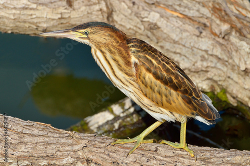 Great Bittern (Botaurus stellaris)