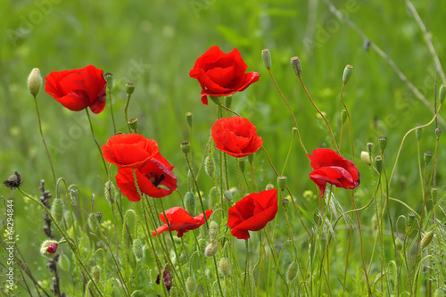Poppies blooming in the wild meadow