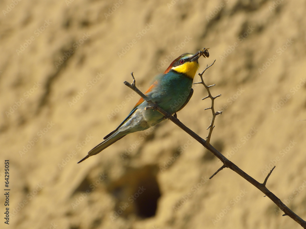 Obraz premium European bee-eater (Merops Apiaster) outdoor 