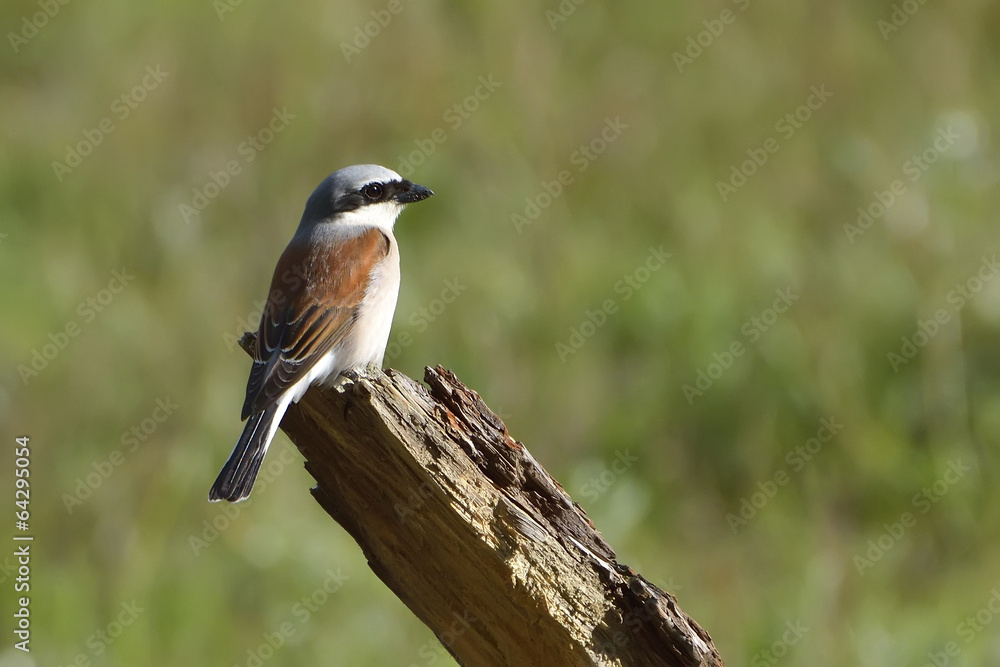 Obraz premium Red-backed shrike, Lanius collurio, single male