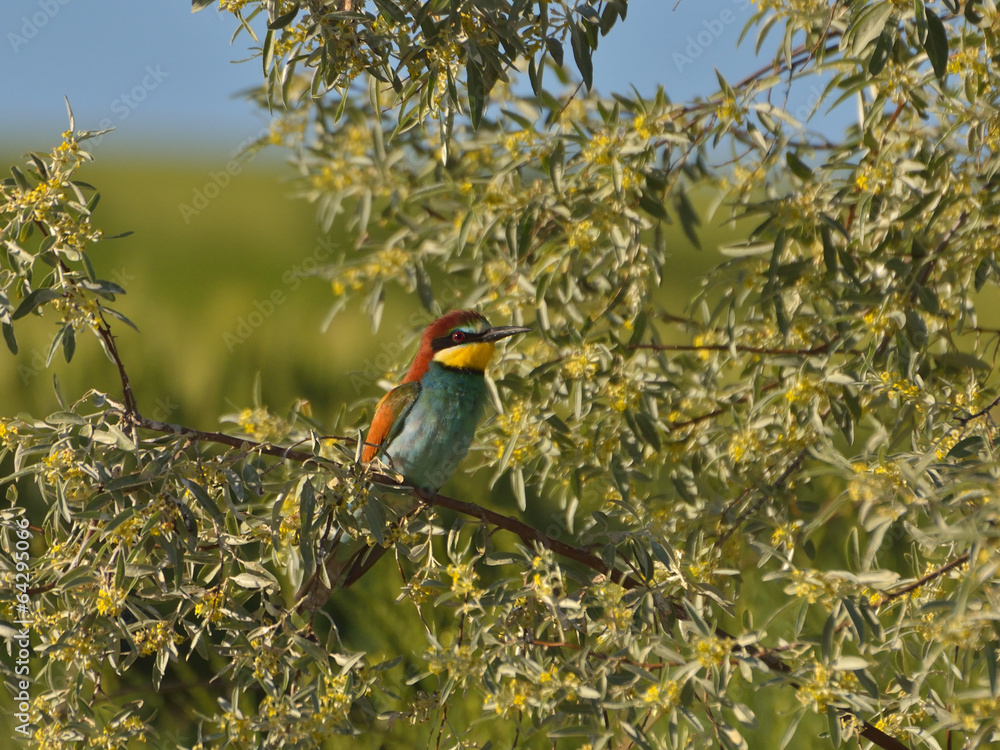 Fototapeta premium European bee-eater (Merops Apiaster) outdoor 